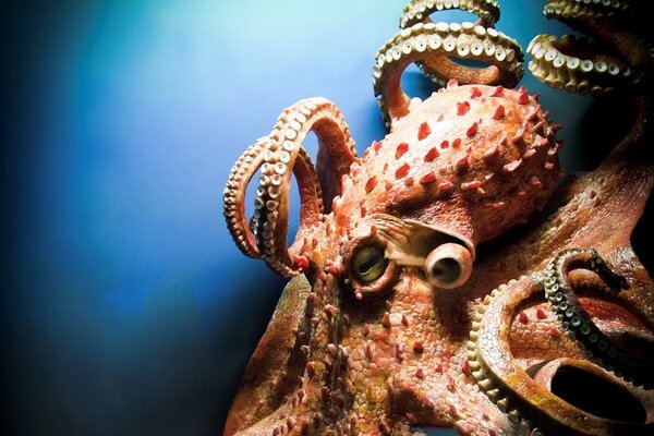 Kraken biz