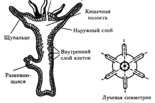 Зеркало kraken тор ссылка рабочее