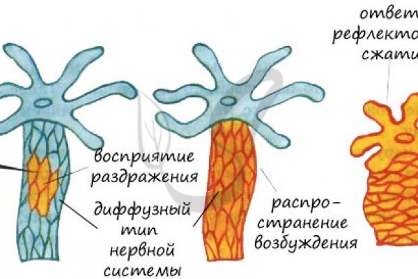 Kraken 12 at что это